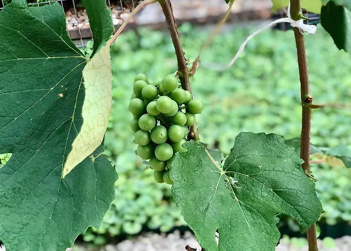 Casa Galliera - * Keszthely